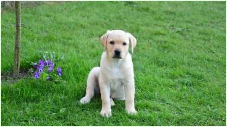 3 ay boyunca Labrador hakkında bilmeniz gereken tek şey