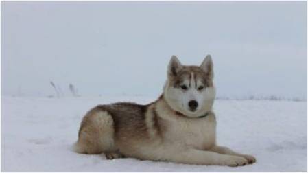 Alaskan Husky: Doğurmak Özellikler ve Büyüyen