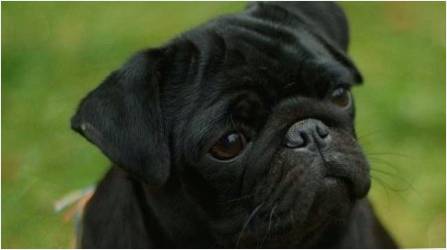 Black Pugs hakkında her şey