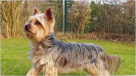 cins Yorkshire Terrier kökeni Tarihçesi