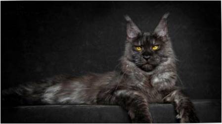 dünyanın en büyük Maine Coon