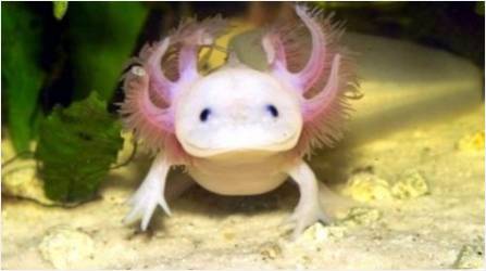 Evde Axolotl içerik