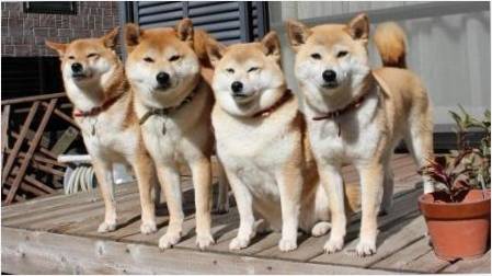 Hokkaido: Breed Açıklama ve İçerik