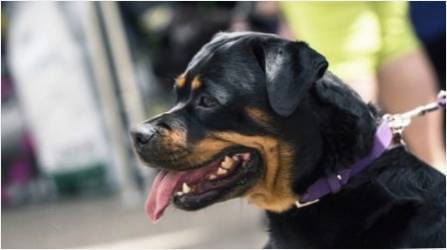 Kaç tane Rottweiler yaşıyor ve ne olduğuna bağlı?