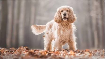 Kaç yıldır canlı spaniel ve ne bağlı olduğuna?