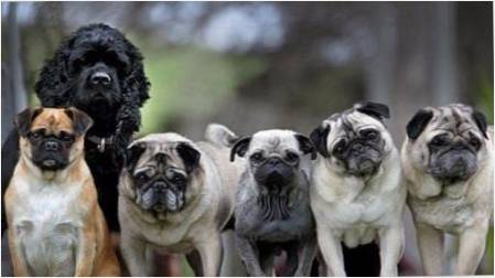 Köpek ırkları pugs benzeri