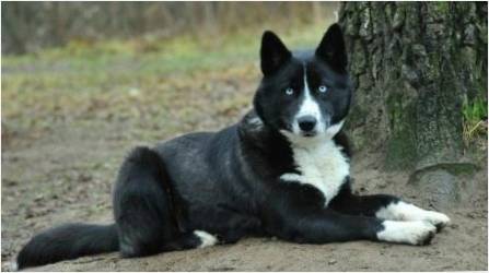 Köpekler Metisi: Açıklama ve İçerik