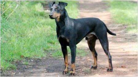 Manchester Terrier: Açıklama, Besleme ve Bakım