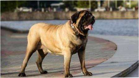 İngiliz Mastiff: Özellikleri ve Öneriler