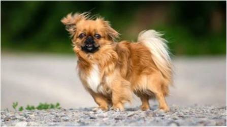 Pekingese Kızlar için Takma Adları Listesi